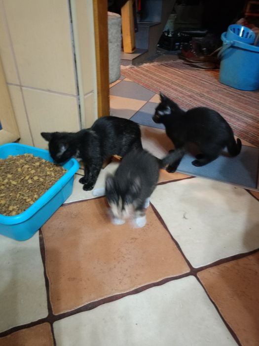 Oddam piękne małe koty