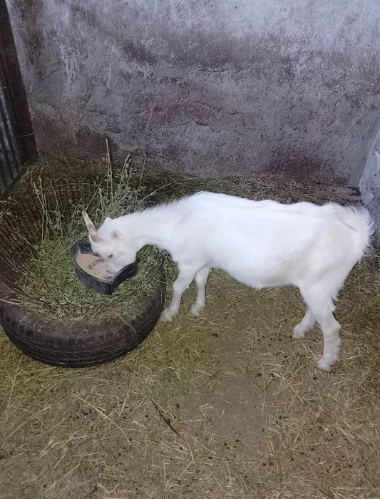 Продається молоденька козичка