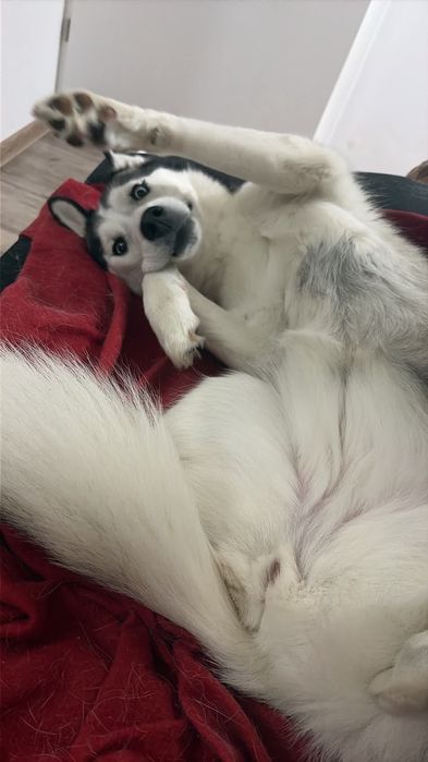 Husky syberyjski - Suczka - 3 lata