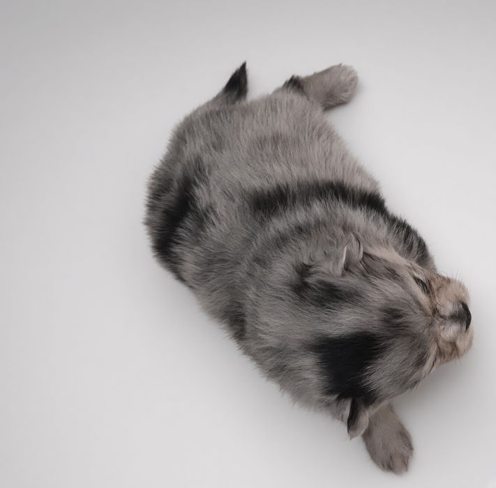 Szpic miniaturowy suczka blue merle and tan piękna