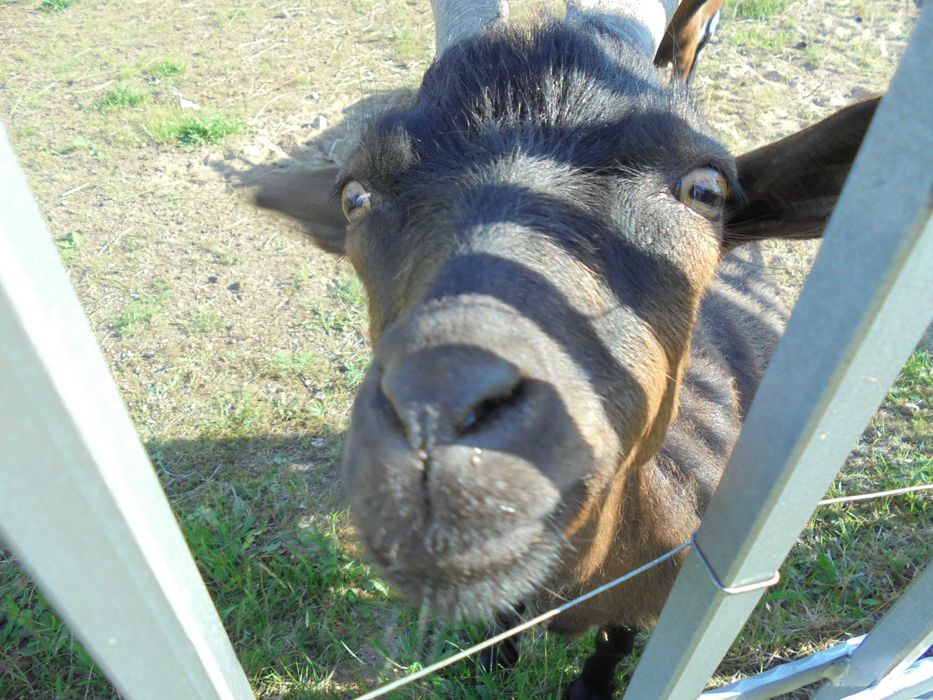 Domek  letniskowy wczasowy domki nad jeziorem Kaszuby ŻÓŁTY HOLENDER