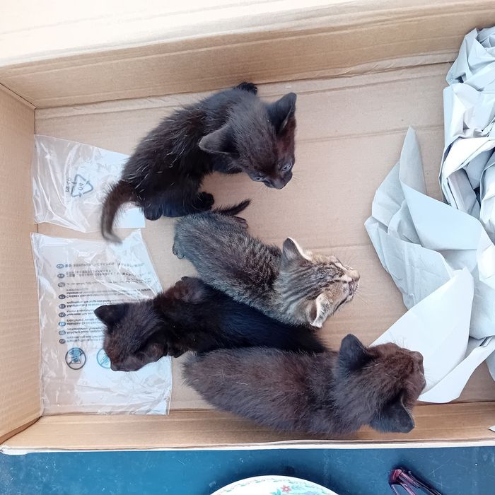4 Gatinhos fofinhos lindinhos
