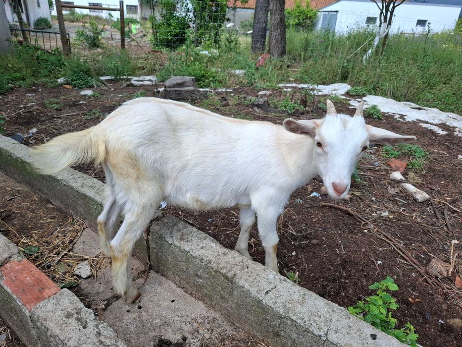 Cabrita com 2 meses