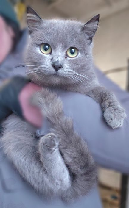 Котики в добрі руки