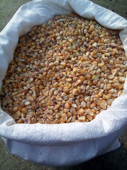 Kukurydza workowana cała lub mielona   worki 25 kg, big bag 1000kg