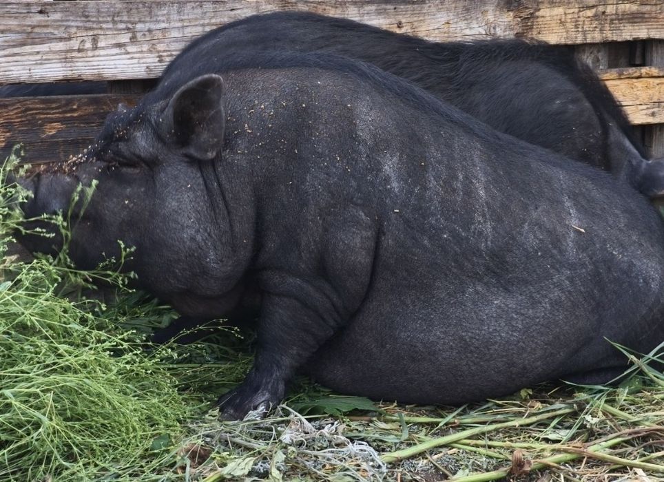 Вьетнамские свиньи продам