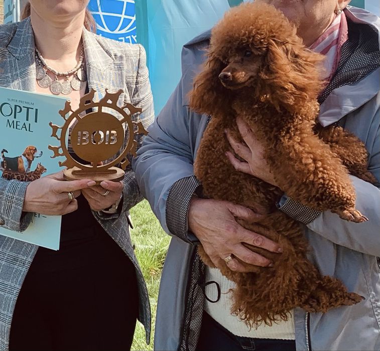 Цуценята той пуделя КСУ FCI