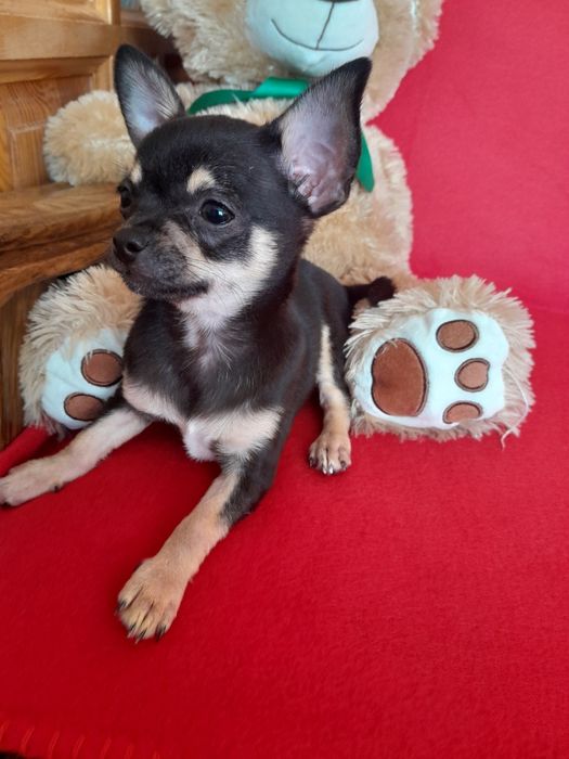 Chihuahua piesek
