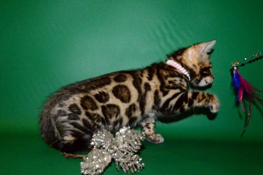 Красавчик мальчик. 2,5 мес. Питомник