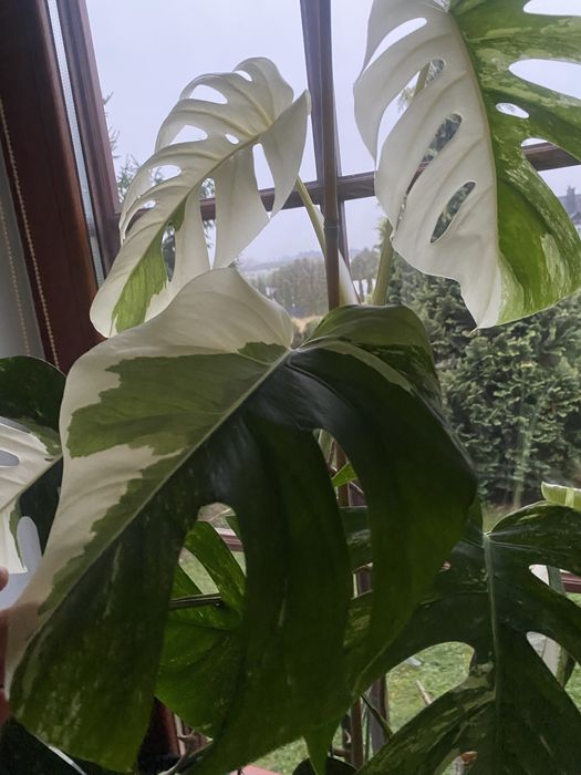 Monstera verigata szczyt ukorzeniony 3 listny