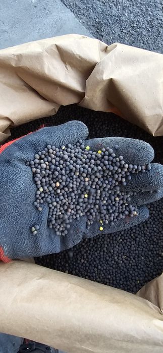 Wyka Ozima (Zimowa) czystość 99% Pewna i Sprawdzona WYSYŁKA