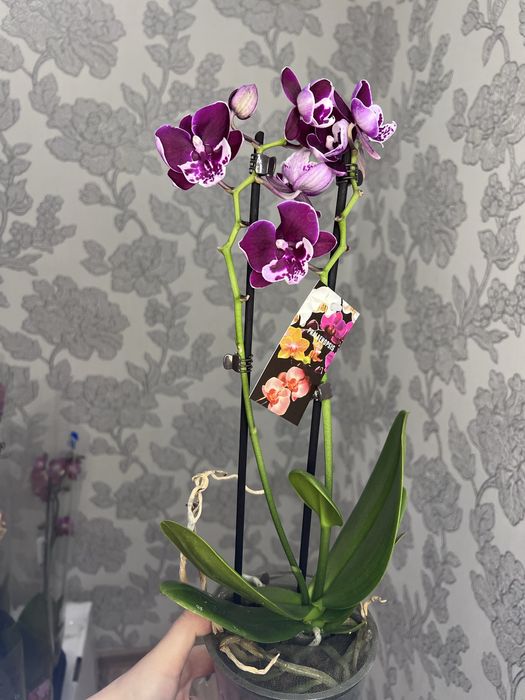 Орхідеї асортимент від 100 грн