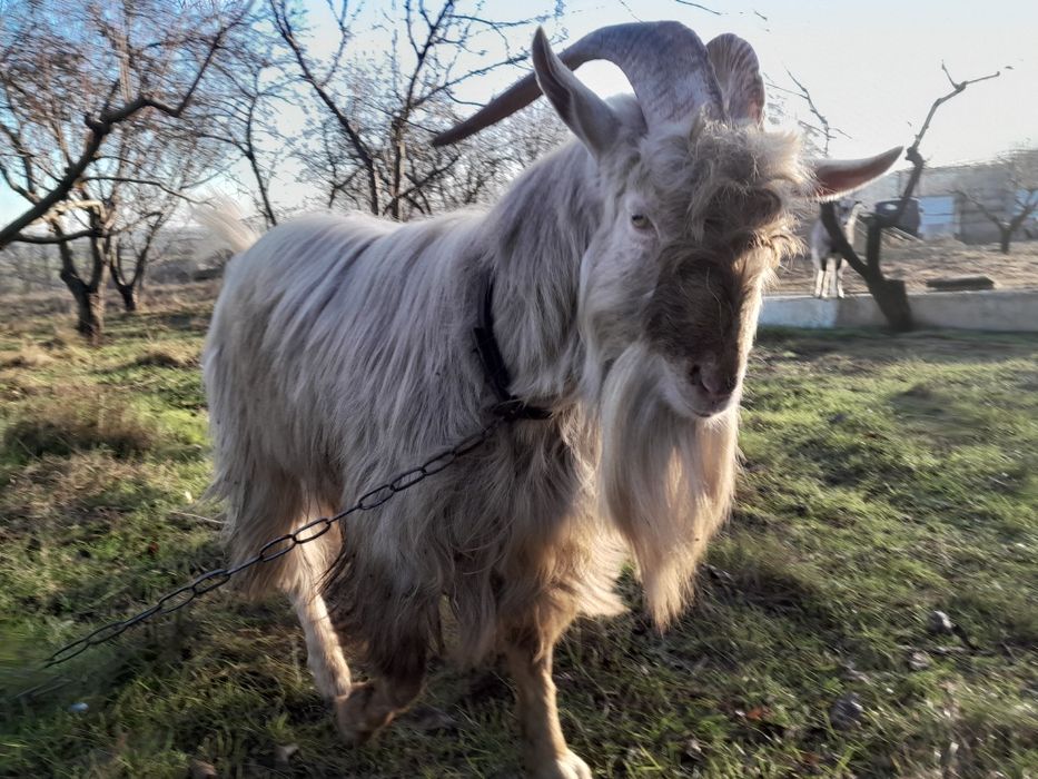 Продам козла на племя