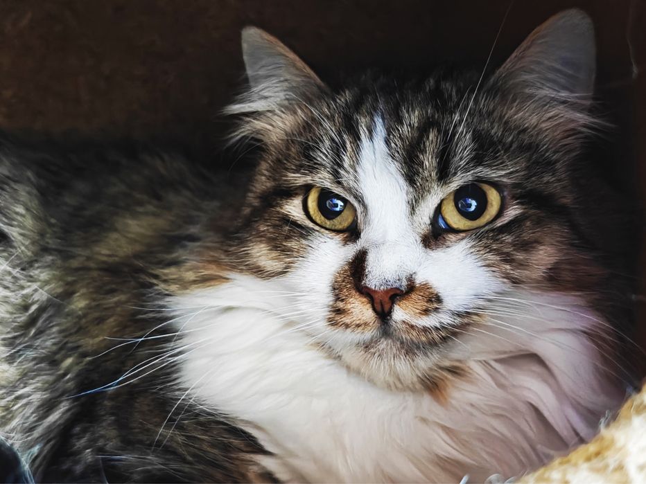 Шукаємо найкращу родину для кішечки Лаві.1,5 роки.Стерилізована.Кішка