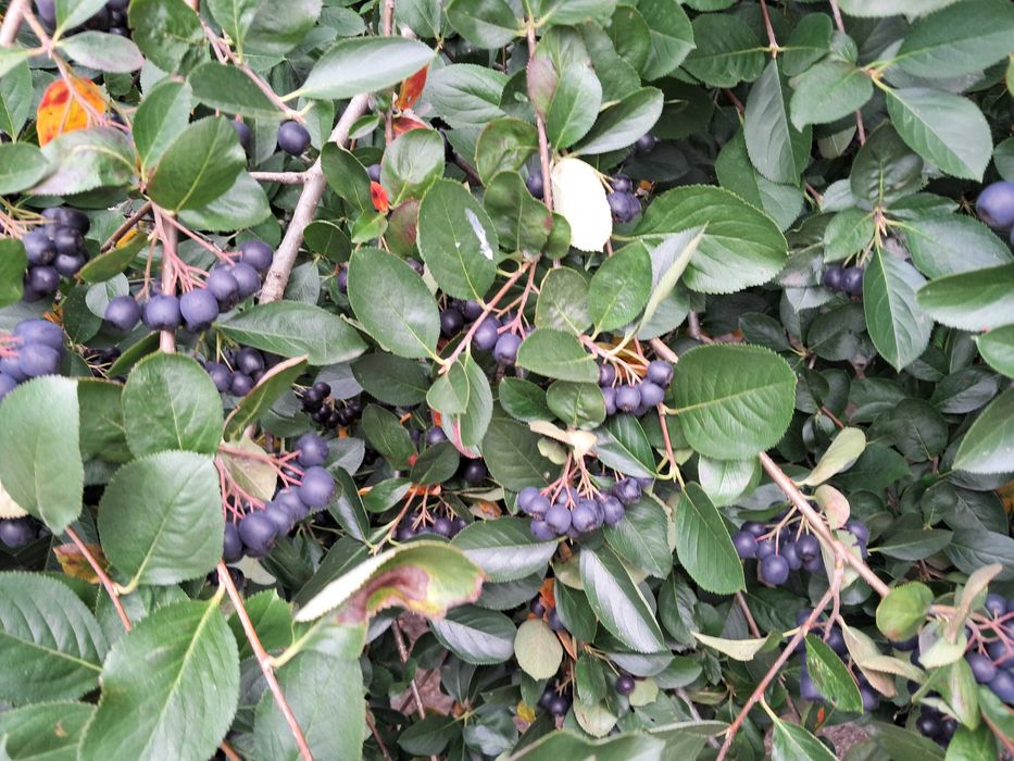 Aronia Ekologiczna 2026 Ręcznie Zrywana Świeża