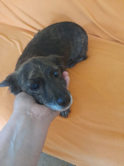 Malutki Maksiu szuka swojego domku na zawsze