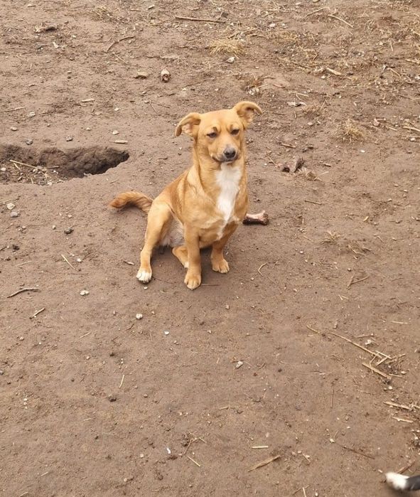 Zuzia mniejsza suczka do adopcji.