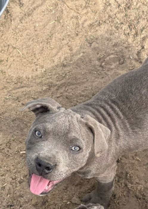 Staffik.  Staffordshire bull terrier SUNIA  staffik