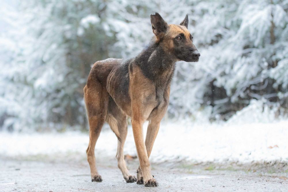 RONIA - piękna sunia w typie owczara belgijskiego, dla doświadczonych