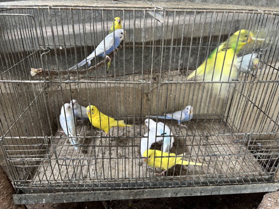 periquitos australianos