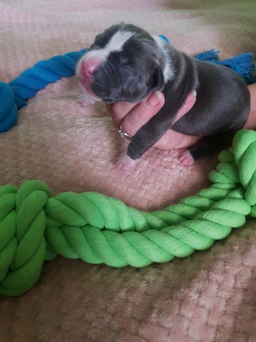 American staffordshire terrier