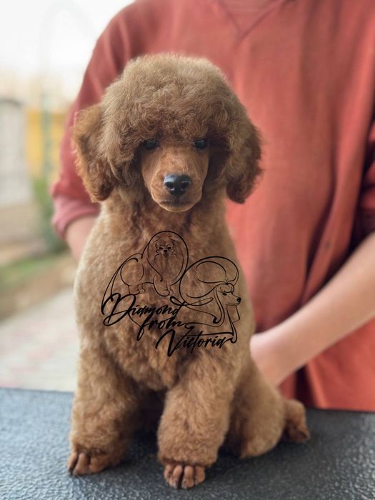 Хлопчик ред браун