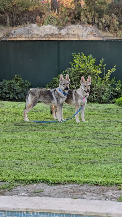 Cão lobo Checoslováco com LOP