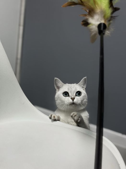 Шотландский котенок