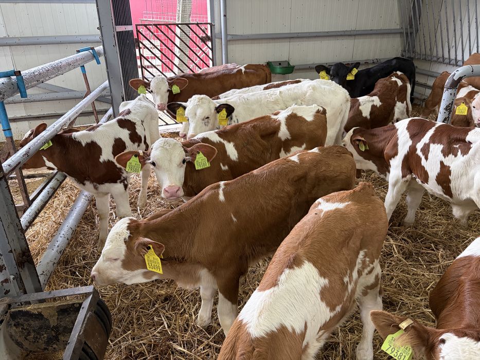 Sprzedam byczki