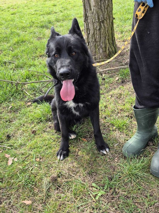 Hochland, ON do adopcji