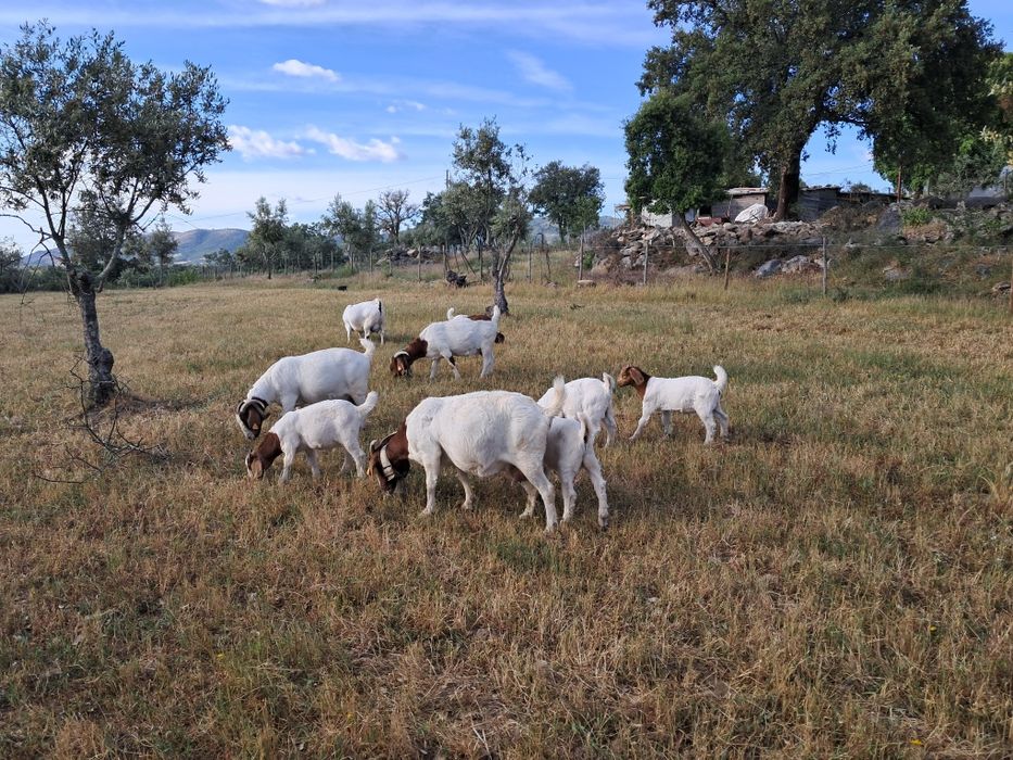 Casais boer puros
