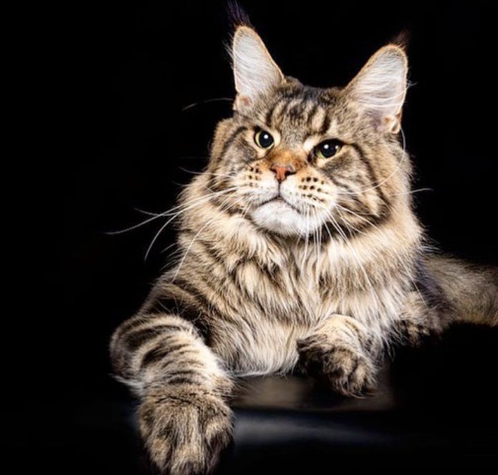 На продажу кошенятка рiзного кольору