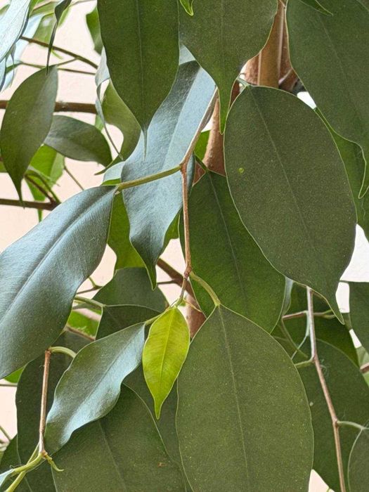 Ficus Benjamina adulto 140cm