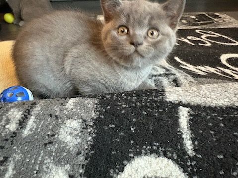 Kotek brytyjski z rodowodem