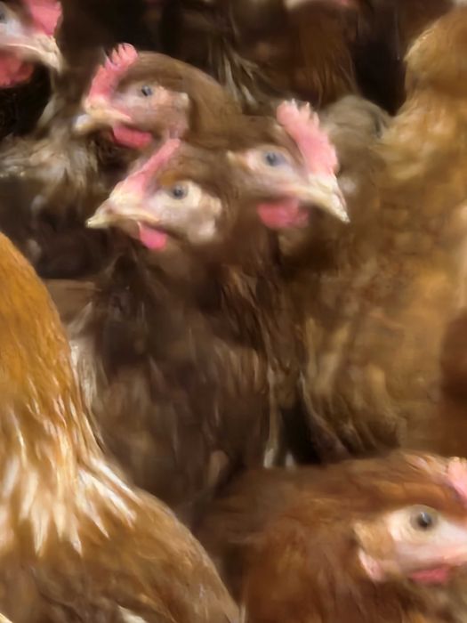 Kury nioski Rosa z wolnego wybiegu. Messa z jajkiem. Dowóz Gratis