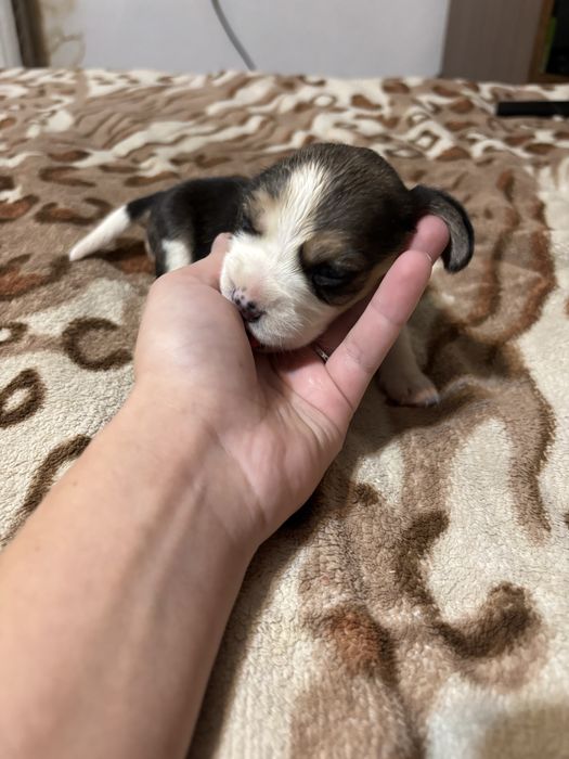 Найкращі цуценятка. Біглята. Бігль