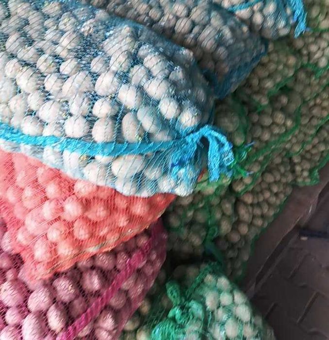 Ziemniaki sadzeniaki. Wineta.