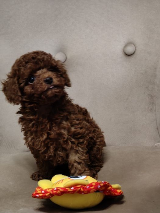 Piesek Toy red brown. Badania  genetyczne.