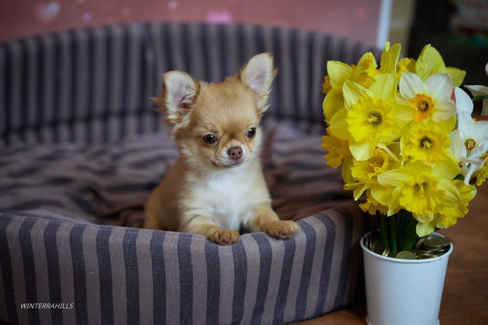 Елітні цуценята ~ Чихуахуа КСУ -