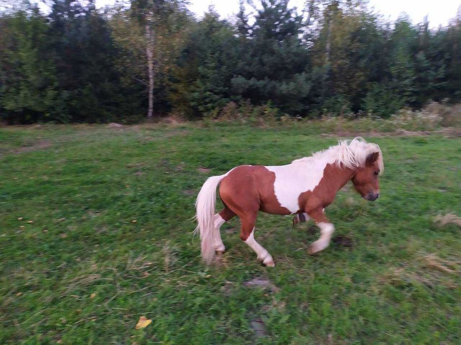 Продам поні жеребця