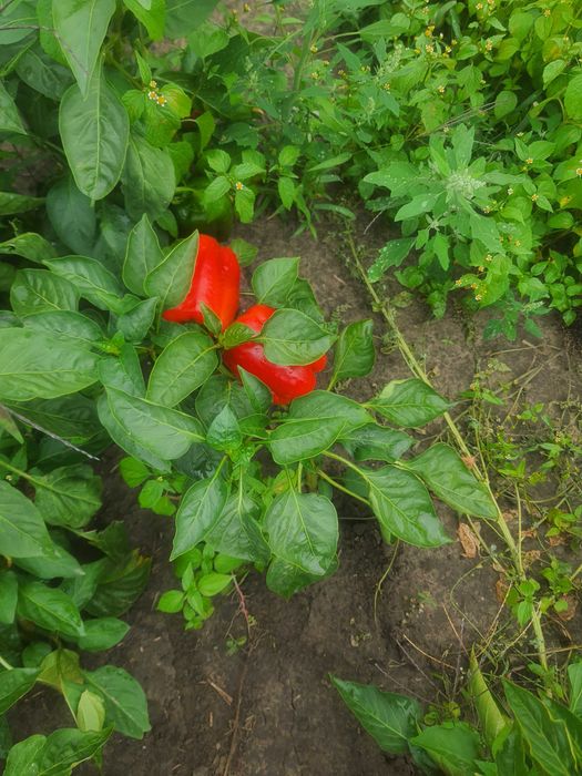 Papryka gruntowa pomidory soja