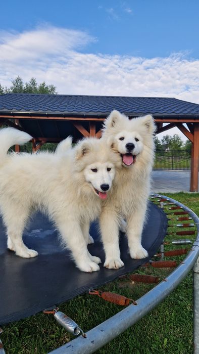 Szczeniaki Samoyed