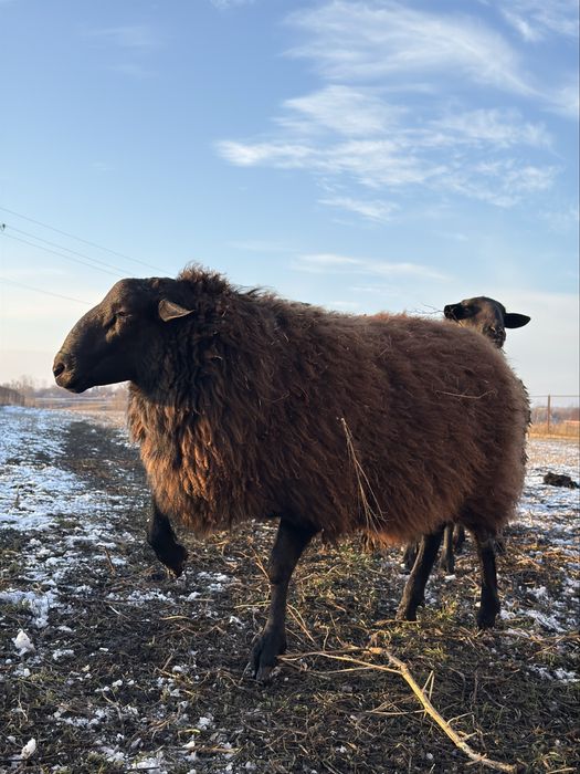 Барани на мʼясо, розплід