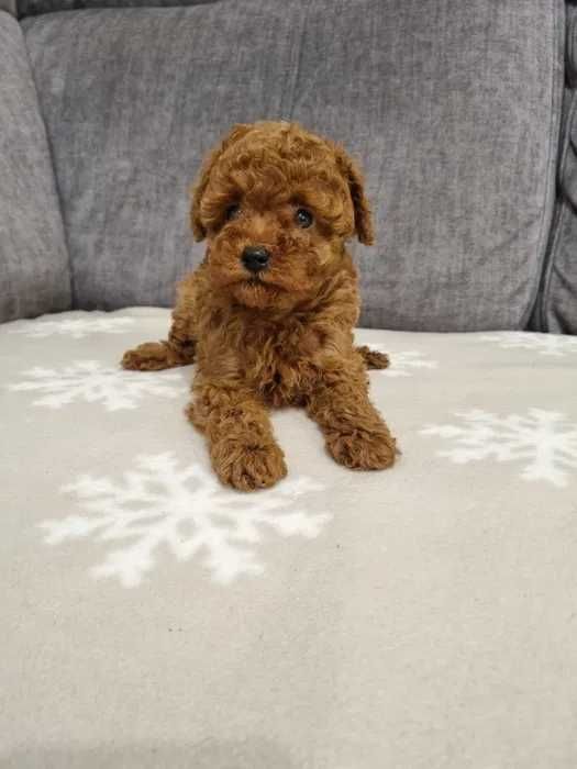 Poodle Vermelho disponível