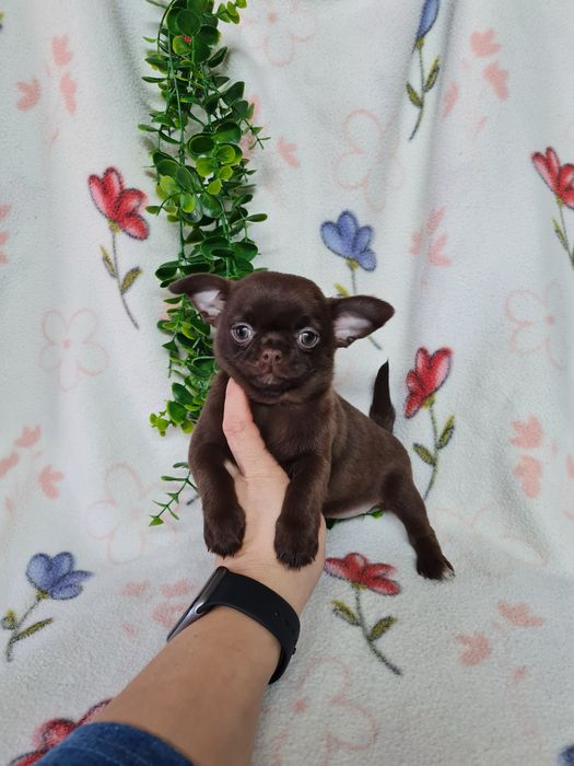 Excelente menina mini chihuahua/chiuaua linhagem Russa.Qualidd