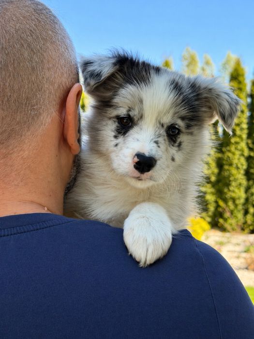 Szczenięta Border Collie ZKwP/FCI