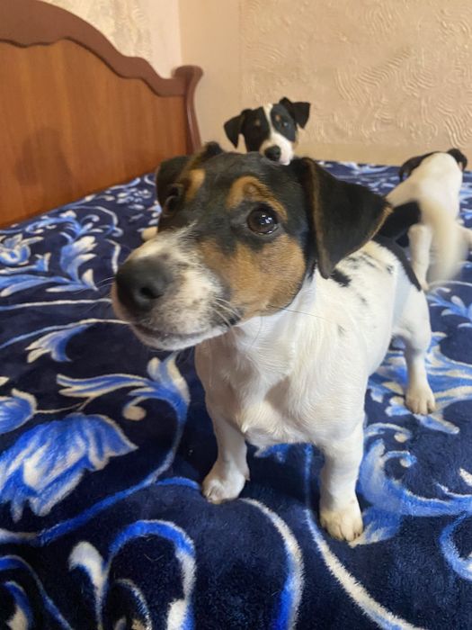 Найкращі джек- рассел!