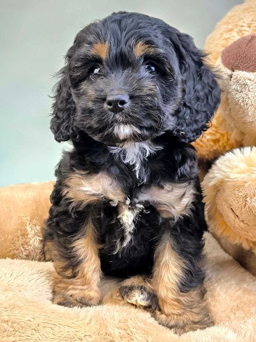 Pudel & cocker spaniel  COCKAPOO wyjątkowe