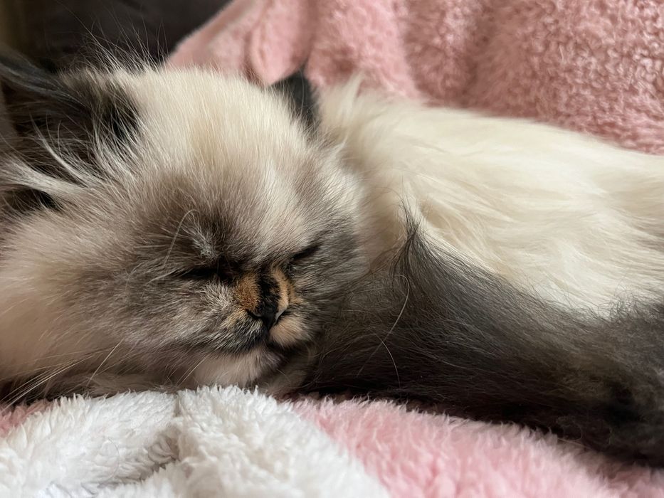 Kociczka perska seal blue