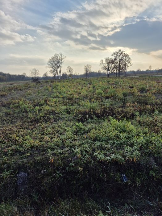 Działka rolno- budowlana  Dąbrowica